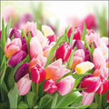 Napkin 33 Glorious Tulips FSC Mix 20 PC