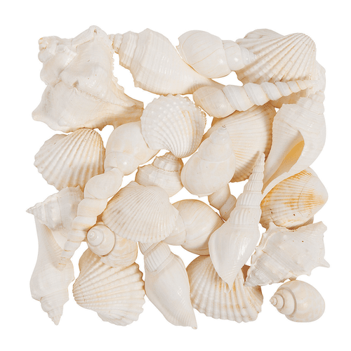 LARGE WHITE MIX SHELLS 2 - 3" 1LB