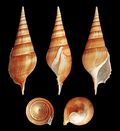 TIBIA CURTA  2 - 3”. 3 Pieces