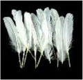 Goose Wing Rounds 7-8" White 12pc