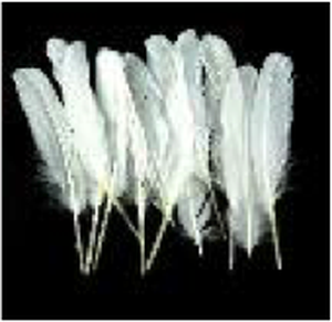 Goose Wing Rounds 7-8" White 12pc