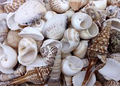 185G ASSORTED SEA SHELLS