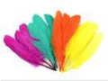 Goose Wing Rounds 7-8" Tropical Color  Mix 12pc