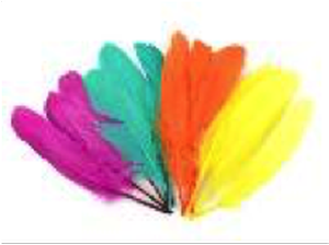 Goose Wing Rounds 7-8" Tropical Color  Mix 12pc