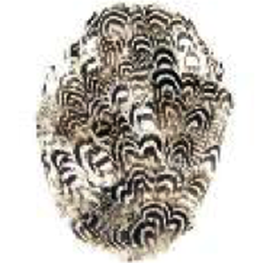 Touch of Nature Pheasant Pad 3.5x5" Natural 1pc