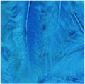 Turkey Flat Feathers 14GM 4-6" Turquoise