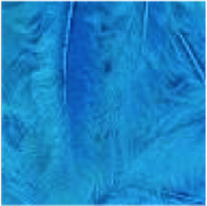 Turkey Flat Feathers 14GM 4-6" Turquoise