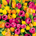 Napkin 33 Tulips FSC Mix 1PC