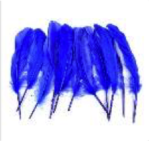 Goose Wing Rounds 7-8" Royal Blue Mix 12pc