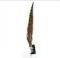 Ringneck Pheasant Feathers 16" 1pc