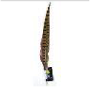 Ringneck Pheasant Feathers 16" 1pc