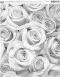 Large Roses