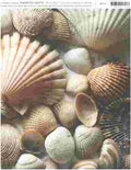 Shells