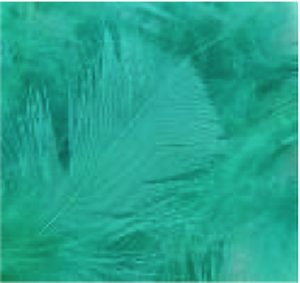Turkey Flat Feathers 14 GM 4-6" Bermuda