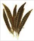 Ringneck Pheasant Feathers 8-10" 6pc
