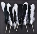 Goose Wing Rounds 7-8"White/Black Mix 12pc