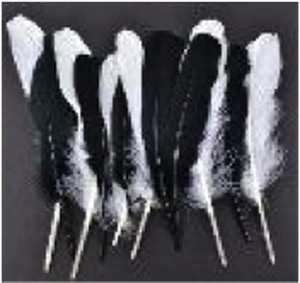 Goose Wing Rounds 7-8"White/Black Mix 12pc