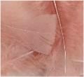 Turkey Flat Feathers 14 GM 4-6" Cedar